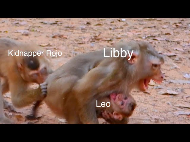 Oh Great! Pitiful Libby Rescue Difficult Her Baby From Kidnapper, Nat Geo Wild, Mammals  BBC Earth
