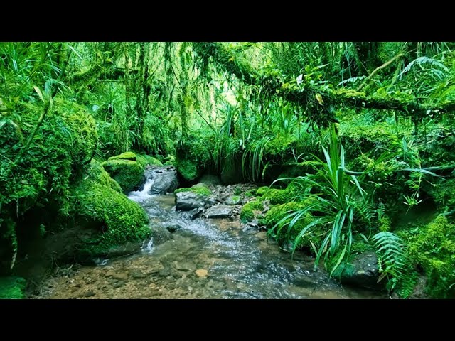 Calm Woodland Stream with Beautiful Birdsong | Relax, Stress Relief and Sleep, ASMR