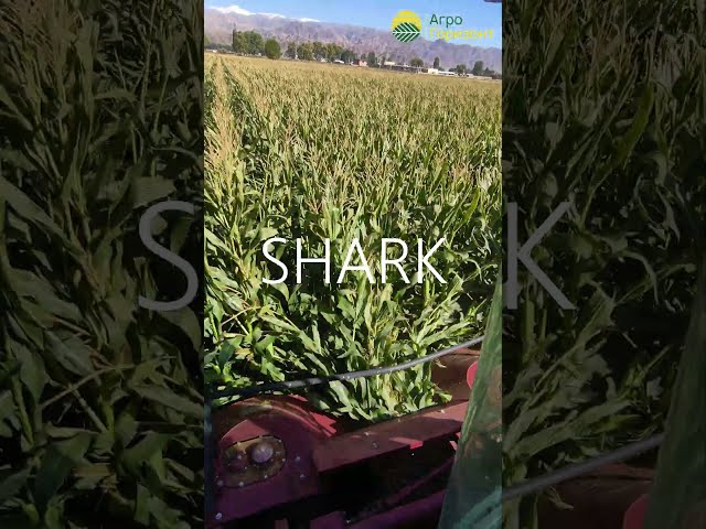 Уборка на силос | Гибрид: SHARK (ФАО 270) | c. Тендик, Кочкорский р-н #агрогоризонт  #greenlifeseed