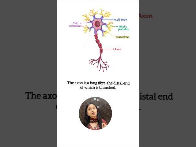 Structure of a Neuron | Function and Types of Neurons #shorts #neet #biology #ytshorts #class11 #yt