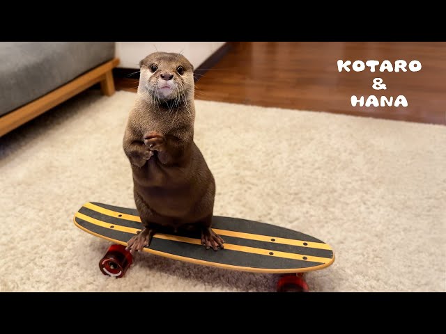 A Day in the Life of My Otters