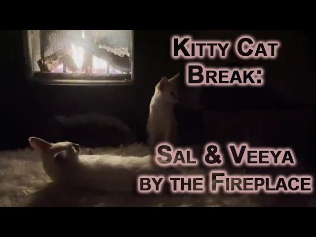 Kitty Cat Break: Sal & Veeya, Lynx Balinese Kittens Playing, Chilling & Cleaning by Fireplace [ASMR]
