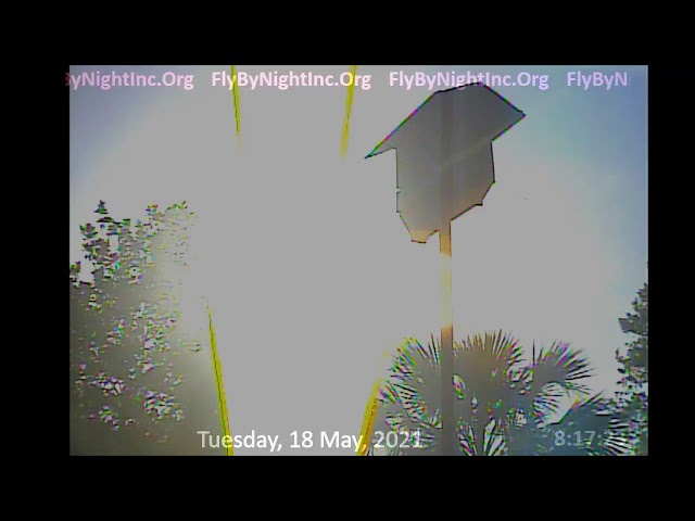 FBN Live BatCam