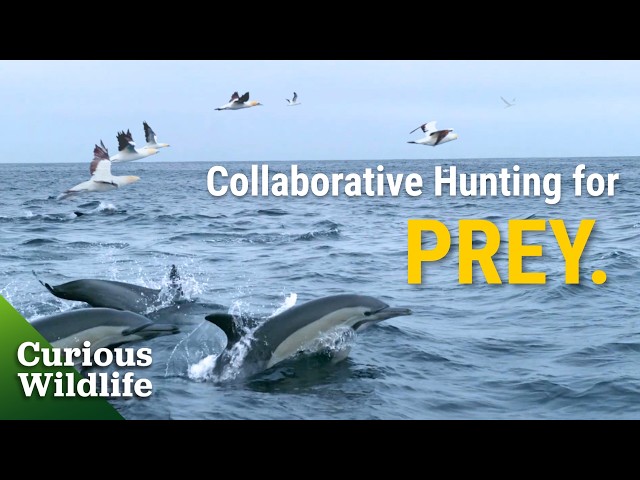 Cooperative Teamwork Between Gannets and Dolphins for Food | Sea Hunters Ep 4 | Curious Wildlife