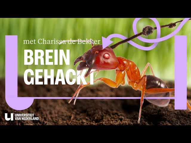Zombies exist: this is what a fungus does in the brain of an ant