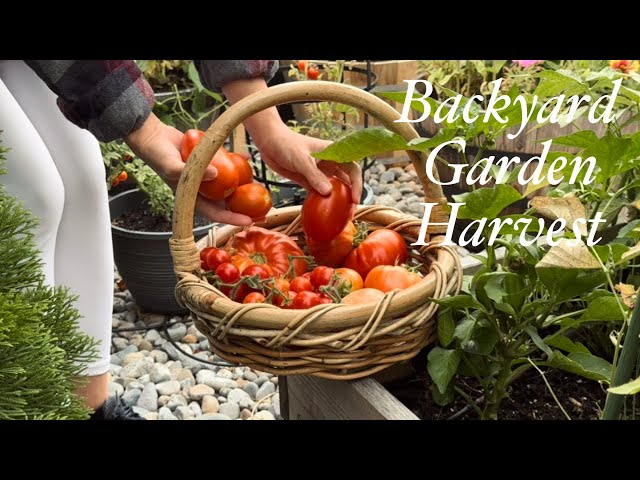 Harvest Time! Fresh Vegetables from Our Backyard Garden 🌱🍅🫛🥬