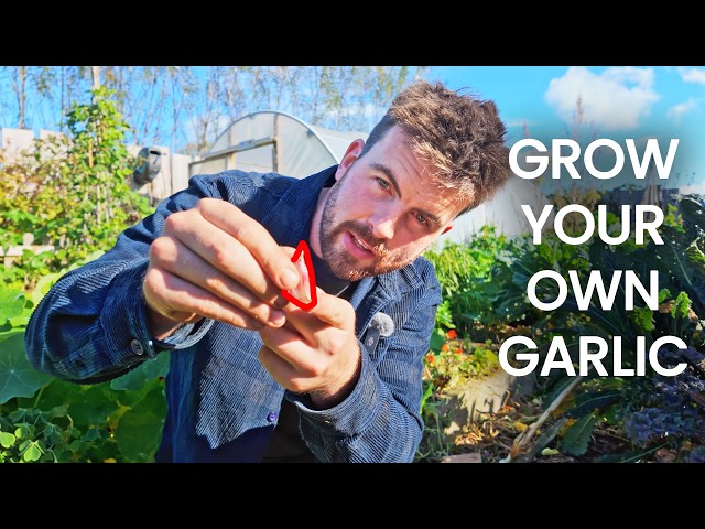 The Beginners Guide To Growing Garlic