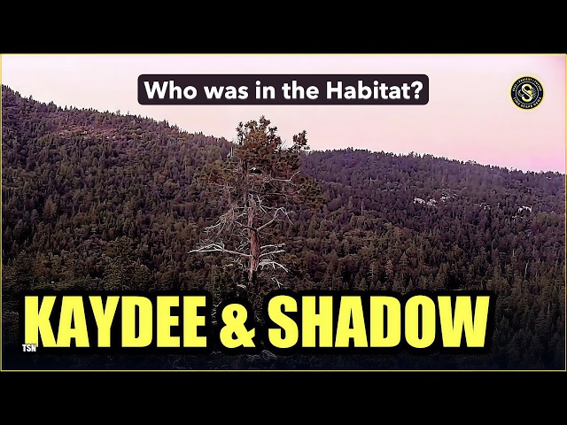 Bald Eagle Mystery at Big Bear Habitat Kaydee Shadow and?