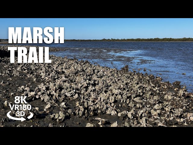 Anastasia State Park Marsh Trail VR180 8K 3D Marshlands, Canoe Launch, Coastal Nature VR视频 3D動画 VR旅行