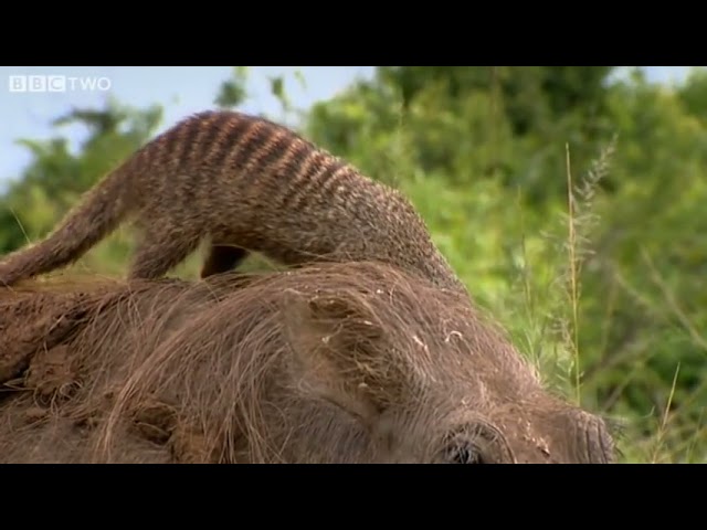 This Warthog took a trip to the Mongoose Spa   Banded Brothers   BBC