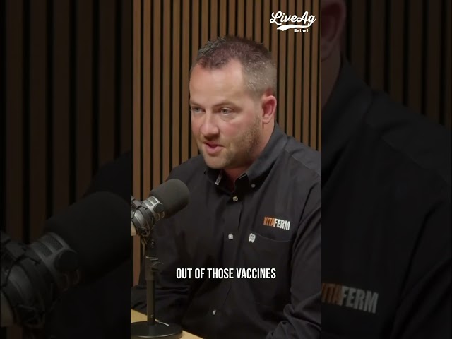 Why 70% of Your Cattle's Immune System Lives in the Gut