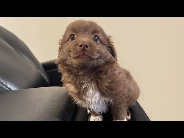 I Can’t Get Enough of These Cute PUPPIES 🤣 Funniest Puppy Videos of 2026