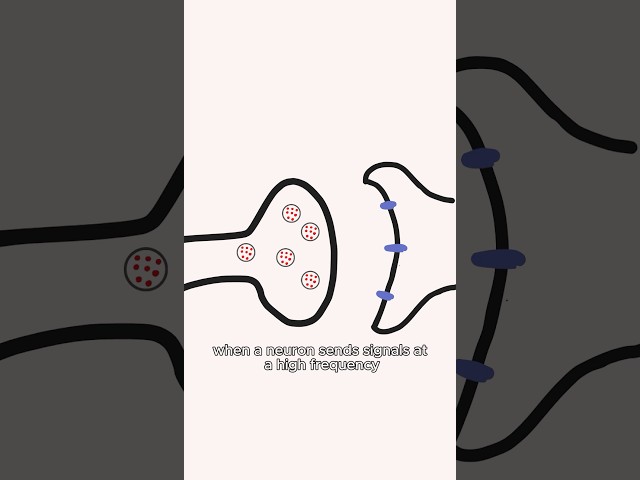 Neurons that fire together wire together! #brain #neuroscience