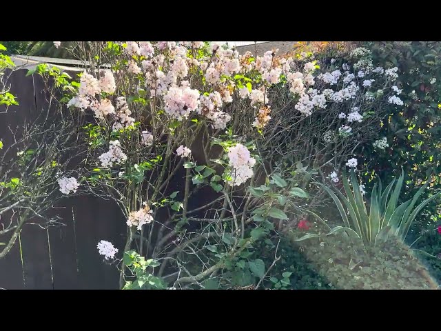 Whitney's Sanctuary Backyard #Apr2025 ☀️#socal  #backyardgarden #sanctuary #000