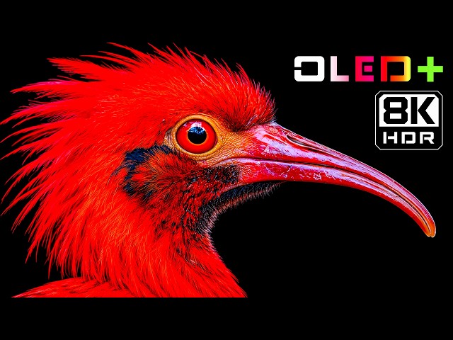 Breathtaking HDR Visual Test | Spectacular 16K Dolby Vision 60FPS | 4K Video & 8K Ultra HD TVs