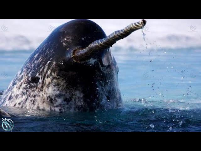 NARWHAL — The Whale With a 10-Foot Tusk That Even Polar Bears Avoid