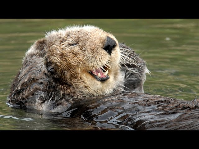 The Sea Otter Cam is otter this world! | Monterey Bay Aquarium Live Sea Otter Cam