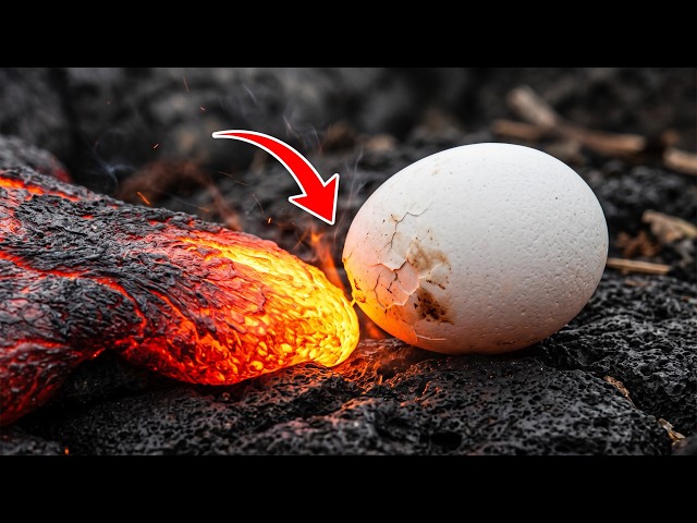 Experiment: LAVA vs EGGs