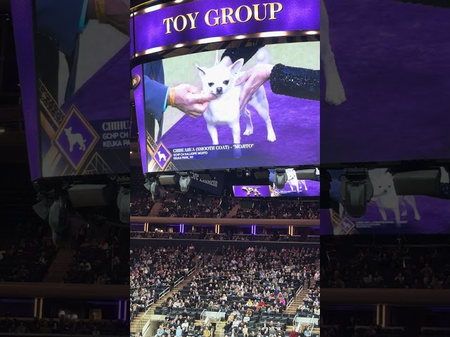 #Westminster #44 dog #Chihuahua Smooth Coat Chihuahua