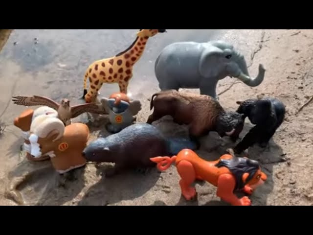 Zoo Animal Toys in Water! Names & Fun Facts for Kids