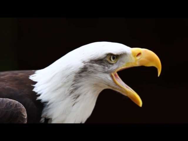 Call of a Bald Eagle