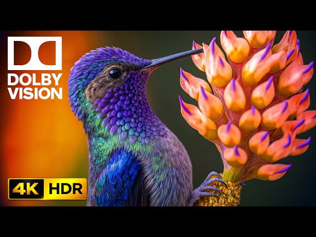 You Won't Believe These Wild Animals in 4K HDR | Dolby Vision for Ultra HD TVs