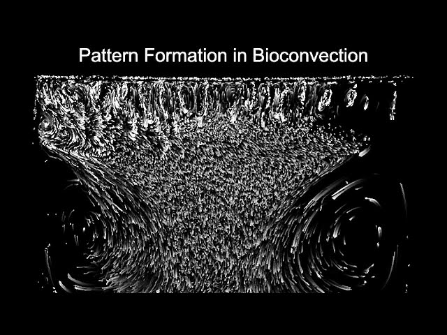 V-045: Pattern Formation in Bioconvection of Thiovulum in a Hele-Shaw Chamber