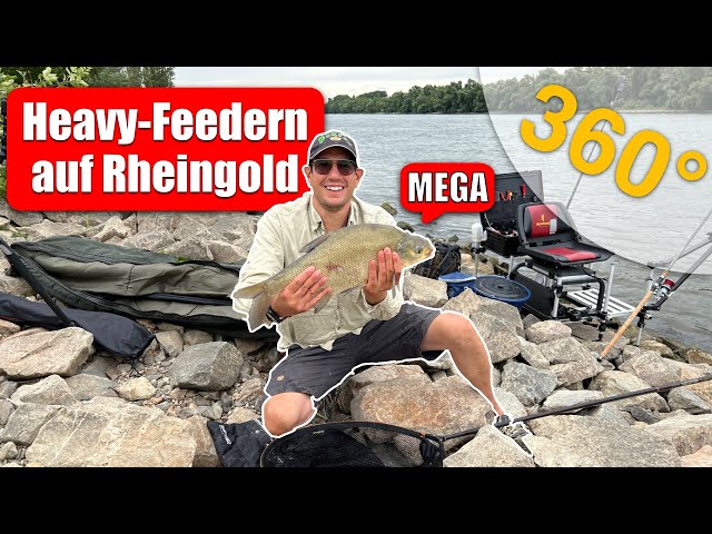 Heavy-Feedern auf Rheingold - Angeln auf Brassen und Barben am Rhein in 360°  #angeln #heavyfeedern