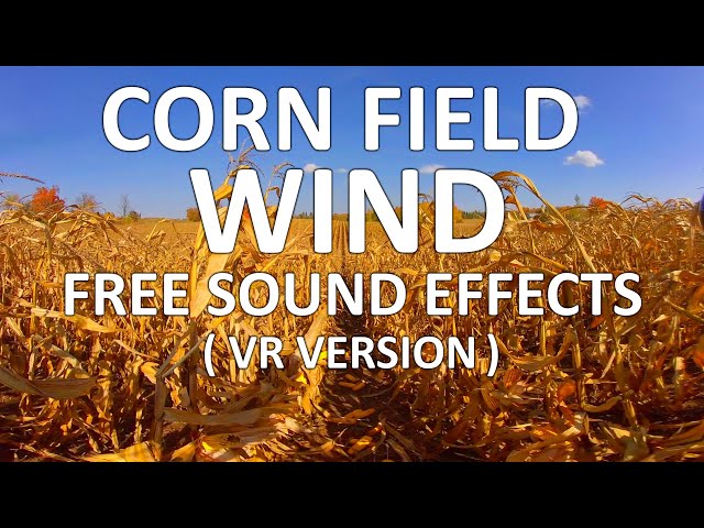 Corn Field Wind | FREE Video Footage & Sound Effects | Virtual Reality / VR180 Version