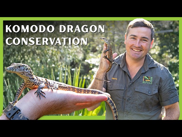 Breeding the World's Largest Lizard | Conservation Diaires