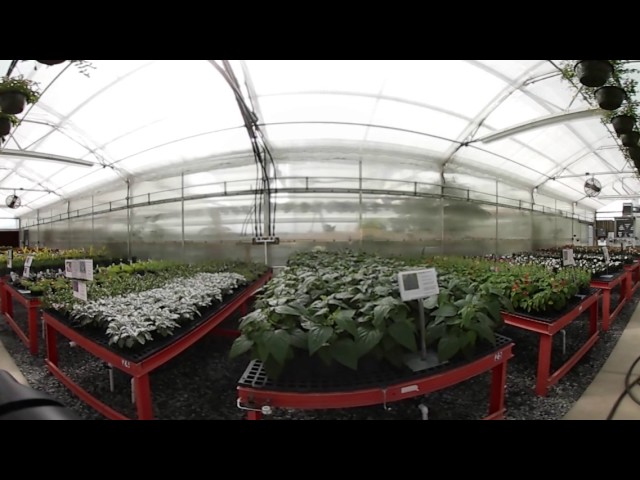 What plants do when no one is watching.