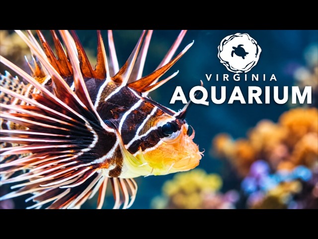 Keep Calm and Watch the Fish, #virginiabeach, #virginia, #virginiaaquarium, #travel