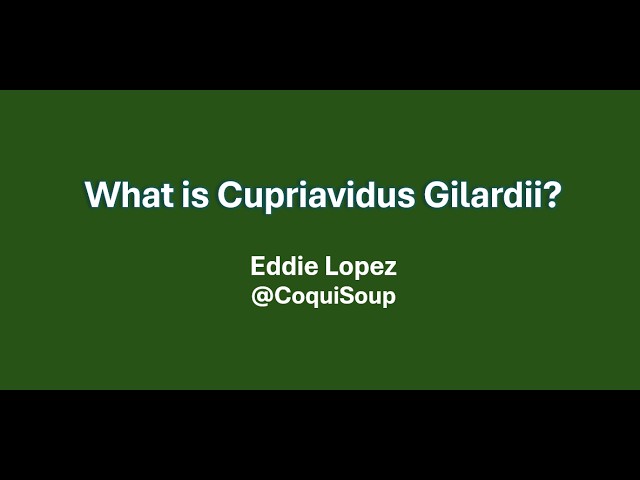 What is cupriavidus gilardii?