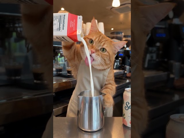 This Cat Is a PROFESSIONAL Barista?! 🐱☕🤯
