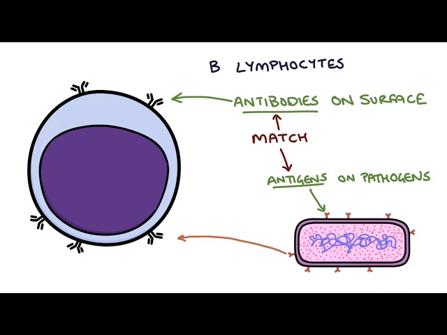 Understanding the Cells of the Immune System