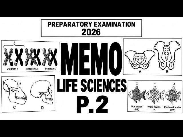 memo life sciences paper 2 grade 12 preparatory exams gauteng p 2 life sciences 2026 thundereduc