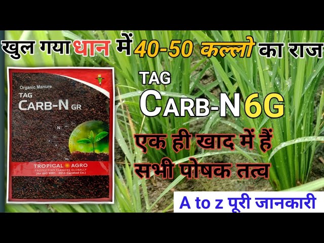 🌾 The Secret to 50-60 Tillers in Paddy Revealed | Tag Carb-N 6G | All Nutrients in One Fertilizer...