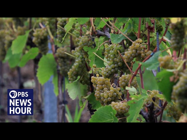 Climate change gives Swedish winemakers an unexpected boost