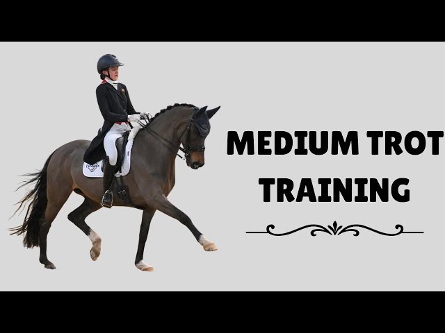 Top training Tips ‼️ How to improve a medium trot 