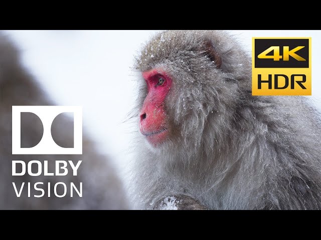 Best of Dolby Vision HDR 120fps #12K  #nature, #peaceful, #amazing, #amazon, #relax