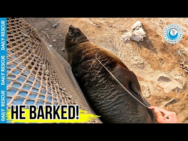 Rescuing Our "Frequent Flyer" Seal From Plastic Trash