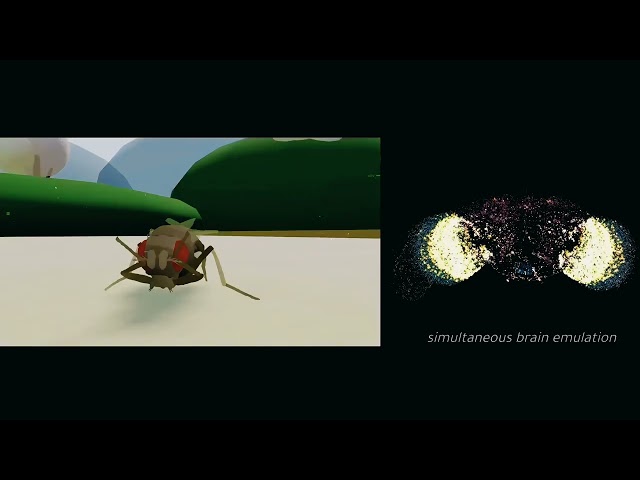 Startup Runs a Fruit Fly Brain in Simulation: 125,000 Neurons Controlling a Virtual Body