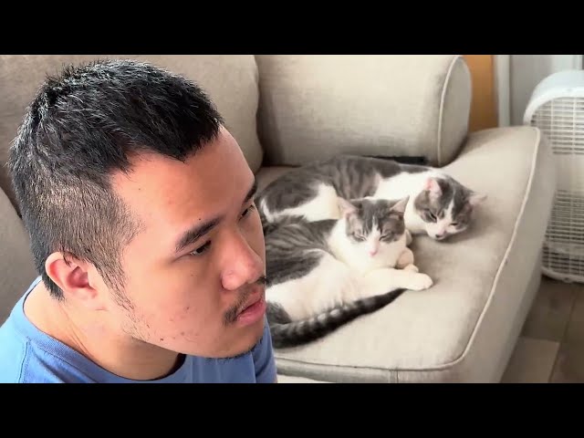 Joyo playing Yuanshin Impact as I chill with cats (2024)