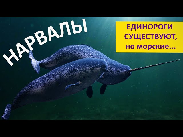 Narwhals. Unicorns exist, but they're sea unicorns! Natalia Nosova