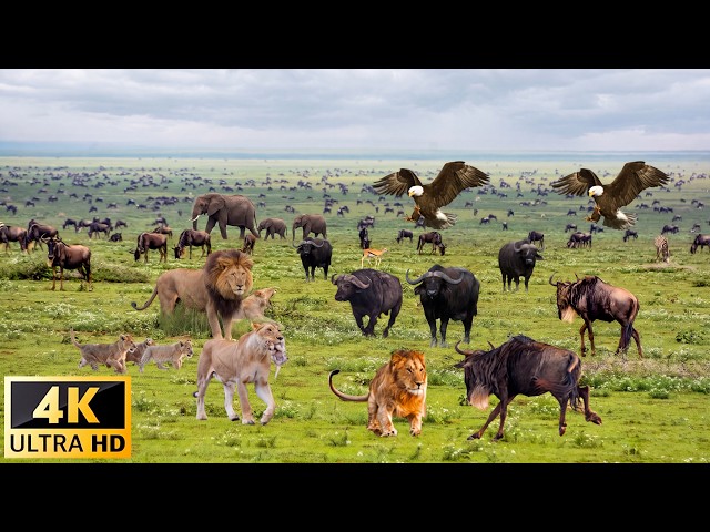 4K African Wildlife: Amboseli National Park - Scenic Wildlife Film With Real Sounds