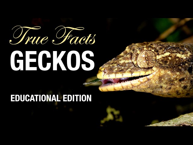 True Facts Geckos Educational Edition