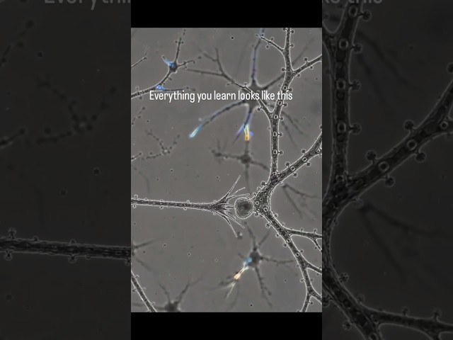 The Tiny Connections That Make Your Brain Learn 🧠