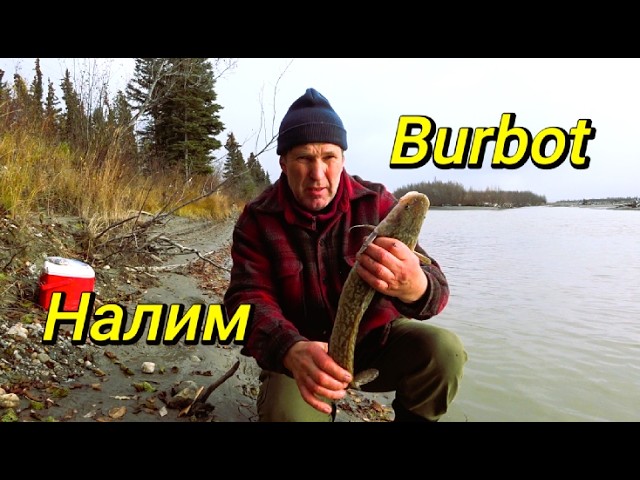 Alaska. First snow and frost. Burbot. Tanana River.