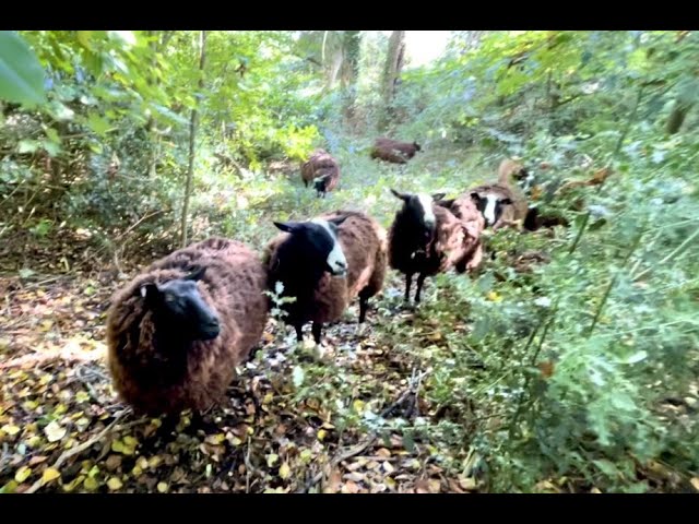 I heard a ewe calling so went out into the woods to find out why