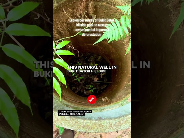 Bukit Batok Hillside Park, Singapore: Environmental impact of deforestation for housing development